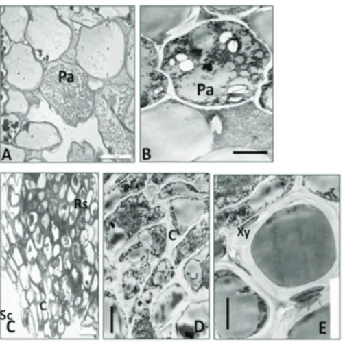Figure 2- Transversal sections of the graft union in the control treatment after 8 weeks of micrografts