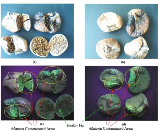 Figure 10- Sample photographs taken for detection of aflatoxin formation on dried figs