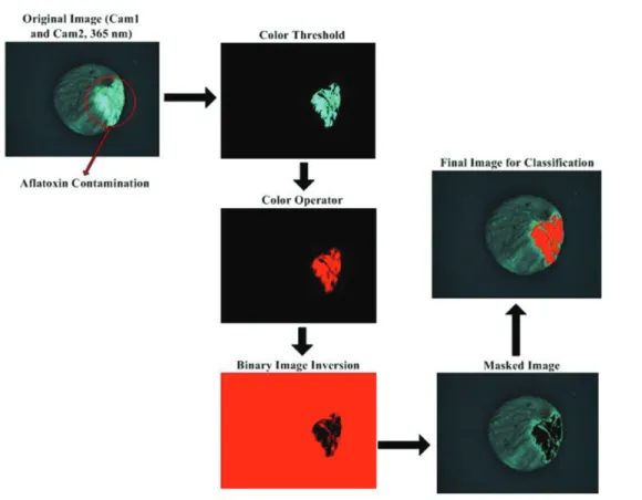 Figure 11 demonstrates the major processes of  the image processing and classification method for  identifying  aflatoxin  contamination
