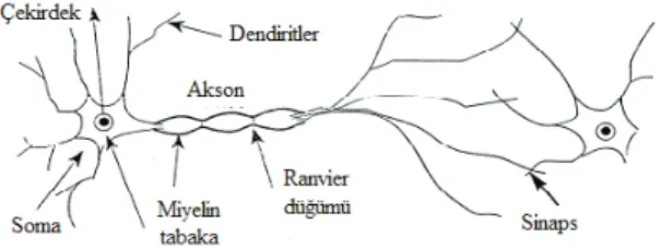 Şekil 3- Basit bir nöron yapısı