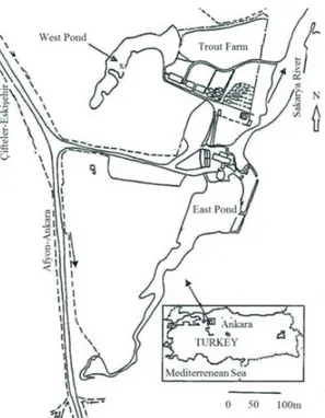 Figure 1- Location of the study area in West Pond  (X, sampling point)