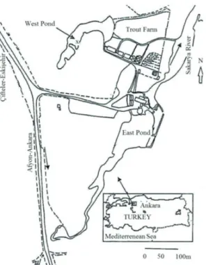 Figure 1- Location of the study area in West Pond  (X, sampling point)