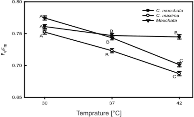Figure  2-  Effect  of  heat  stress  on  maximum  photochemical  efficiency  of  PSII  (F v /F m )