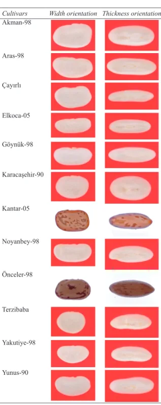 Figure 1- Bean cultivars Şekil 1- Fasulye çeşitleri