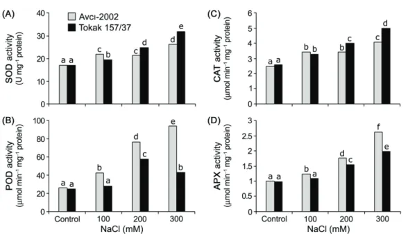 Figure 5- Effect of NaCl salinity on SOD (A), POD (B), CAT (C) and APX (D) activity in leaf tissues of salt- salt-tolerant Avcı-2002 and salt-sensitive Tokak 157/37 barley cultivars