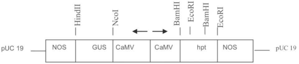 Figure 1- The map of plasmid pBI221.23 