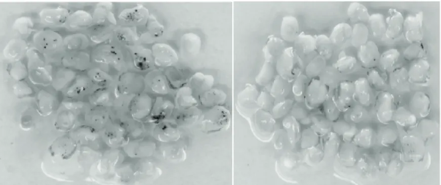 Figure 2- Transient GUS expression in mature triticale embryos bombarded with gold (left) and tungsten  (right) particles, assayed 48 h after bombardment (1100 psi / 6 cm and 1100 psi / 9 cm, respectively) Şekil  2-  Olgun  tritikale  embriyolarında  bomba