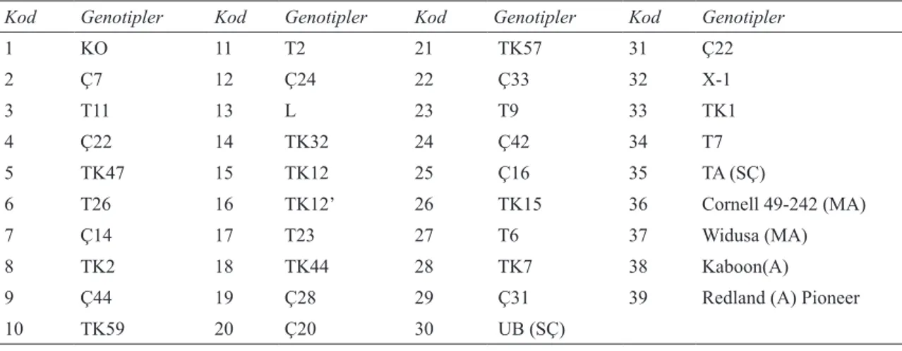 Çizelge 1- Moleküler karakterizasyon çalışmasında kullanılan 39 taze fasulye genotipi ve kodları