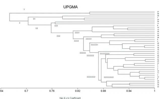 Şekil 1- SSR ve SCAR markörleri kullanılarak oluşturulmuş 39 adet taze fasulye genotipinin UPGMA  (unweighted pair group method with arithmetic average) dendrogramı