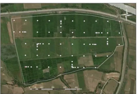 Figure 1-Satellite image of the study area and sampling pattern 