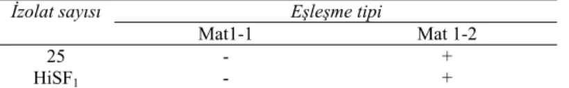 Table 1-Cultural phenotypes and vegetative compability (v-c) groups of the C. parasitica isolates in the  research area and conversion ability of the local hypovirulent strain, HiSF1 
