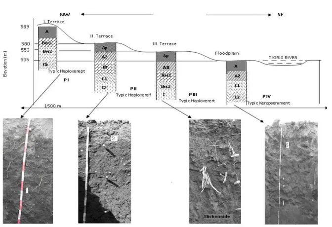 Figure 2-Different soil profiles along transects of three terraces and the floodplain of   the Tigris River near Diyarbakir in south-eastern Turkey 