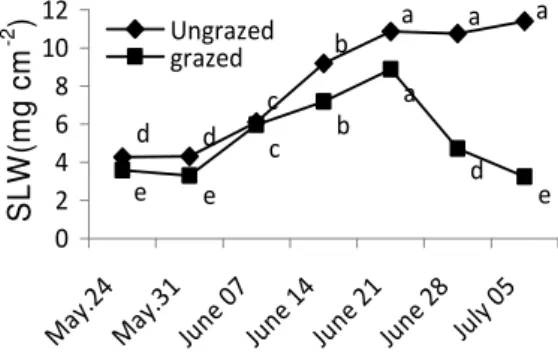 Figure  2.  Changes  of  specific  leaf  weight  (SLW)  on  the  ungrazed  and  grazed  sites  during  the  growing  season, a-e; P<0.01
