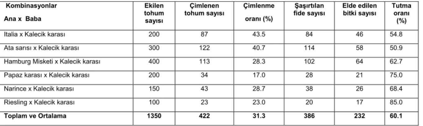 Çizelge 2. Kombinasyonlardaki ekilen tohum sayısı (n), çimlenme oranı (%) ve elde edilen  bitki sayısı değerleri   Kombinasyonlar  Ana x  Baba  Ekilen tohum  sayısı  Çimlenen 