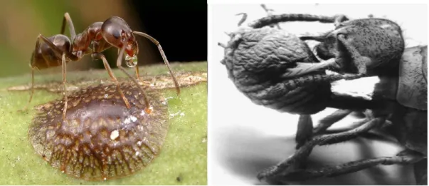 Şekil 1. Coccus hesperidum L. ’un (myrmecos.net’den) salgıladığı ballı maddeyi toplayan Linepithema humile (a)  ve unlubit dişisini taşıyan Acropyga cinsinden bir karınca türü (Johnson ve ark