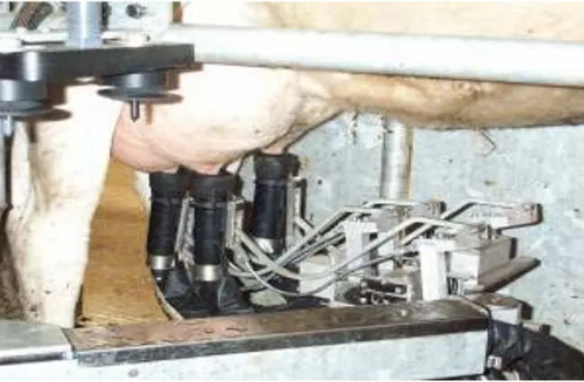 Şekil 3. Bir robotlu sağım sisteminde ineklerin sağıldığı sağım  durakları 