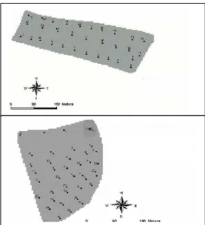 Figure 1 (a) and (b). Weed sampling points at Sarayköy  (a)  field   (▲) in 2001 and AOÇ (b) field (●) in 2002 respectively