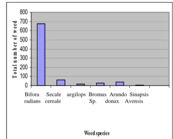 Figure 4. The frequency of the weed species recorded on   Sarayköy field in 2001. 