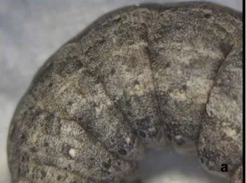 Figure 3. Failure of molting of infected S.  littoralis larvae with  SpliNPV.