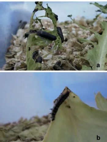 Figure 4. (a,b) Spodoptera littoralis larvae that climbed to the top  of the twigs on which they were feeding and hung  themselves