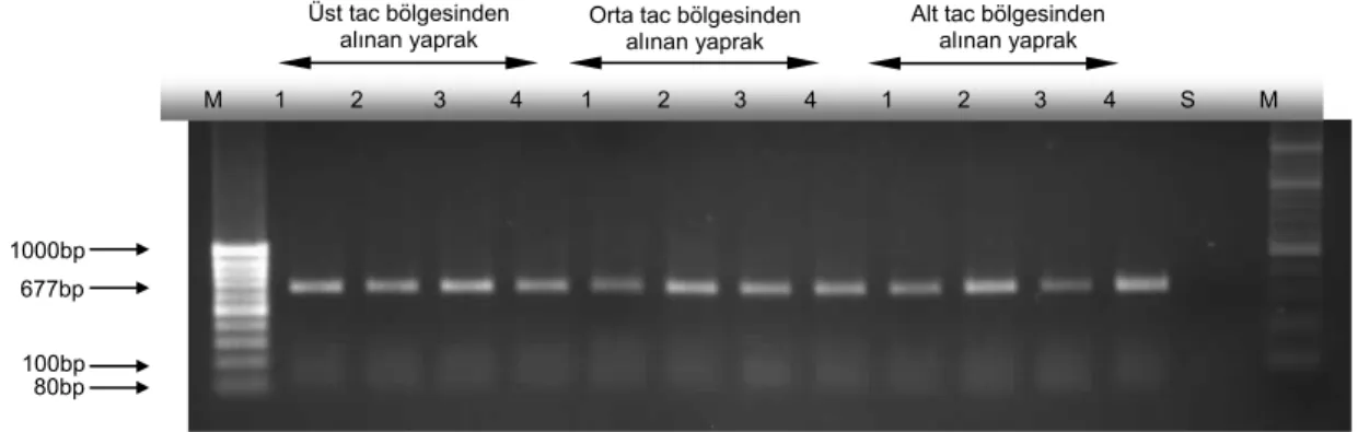 Şekil 3. ACLSV infekteli P. persica tac’ının üst, orta ve alt bölümlerinden toplanan yapraklardaki dört farklı bölgeden alınan yaprak  disklerine uygulanan RT-PCR sonucunda elde edilen bantlar, 1, 2, 3 ve 4 numaralı  sıralar yaprak ayasındaki birinci, ikin