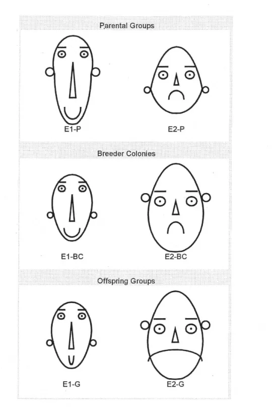 Figure 1. Chernoff faces plotted for parental groups (E1-P and E2-P), breeder colonies (E1-BC and E2-BC) and offspring groups (E1-G  and E2-G)