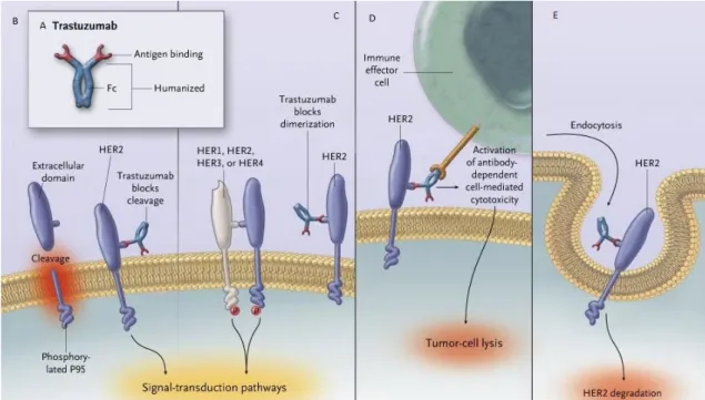 Şekil  2.8.  Trastuzumabın  etki  mekanizmasının  şematik  gösterimi.  (A)Trastuzumab 