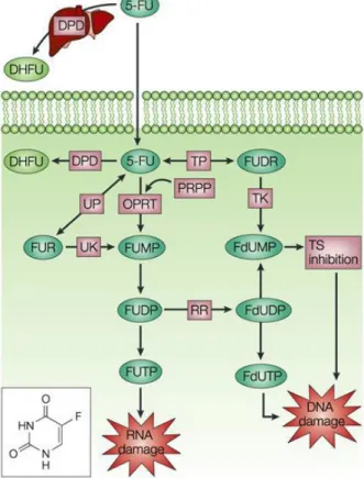 Şekil 2.9. 5-fluorourasilin etki mekanizmasının şematik gösterimi. 