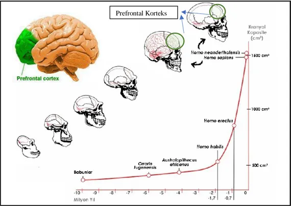 Grafik 1: İnsan Türlerine Göre Beyin Hacmindeki Değişimler 