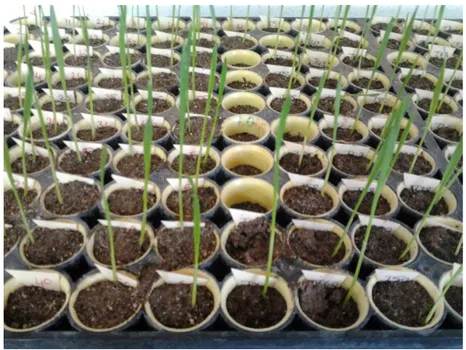 Şekil 4.6. Çimlenmiş buğdayların görüntüsü.  4.3.2. Buğday yapraklarından genomik DNA izolasyonu 