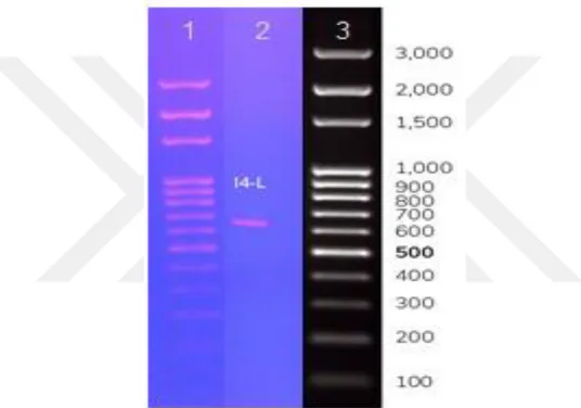Şekil 4.1. ITS gen bölgelerinin PCR ürünlerinin agaroz jel görüntüsü (1: Marker 3000-100 bç, 