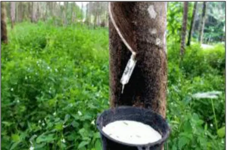 ġekil 2.1. Hevea Brasiliensis ağacından kauçuk öz suyu üretimine ait fotoğraf (HBLT,  2019) 