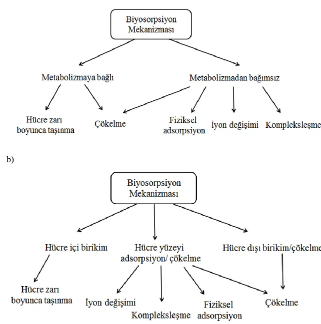 Şekil 2.2. Veglio ve Beolchini tarafından sınıflandırılan biyosorpsiyon mekanizması. 
