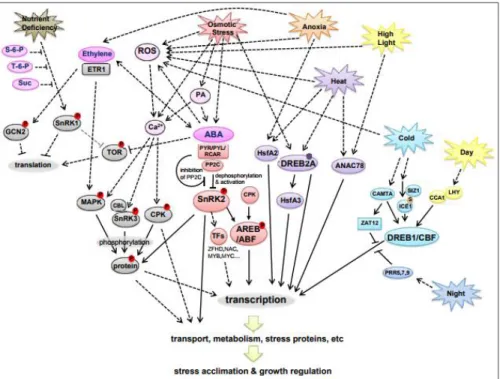 Şekil  2.2.  Abiyotik  strese  karşı  bitki  yanıtlarının  basitleştirilmiş  çalışma  modeli  (Cramer, vd., 2011)