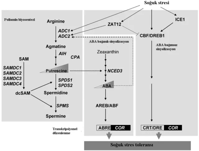 Şekil 2.5. Yüksek Bitkilerde soğuk strese karşı toleransta iş gören poliaminler ile ABA’  nın birbirleriyle olağan ilişkisini gösteren model (Altabella, vd., 2010)