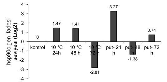 Şekil  4.10.  Düşük  sıcaklık  uygulaması  yapılmış  putresinli  ve  putresin  içermeyen  grupların hsp90c genin ifade değişimleri
