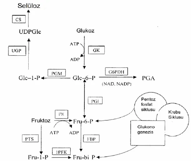 Şekil  2.8.  Ga.  xylinum'da  karbon  metabolizması.  CS,  selüloz  sentaz;  UGP,  UDPGlc      pirofosforolaz;  UDPGlc,  üridin  difosfoglukoz;  Glc-(1)-P,  glukoz-1-fosfat;  PGM,  fosfoglukomutaz;  Glc-(6)-P,  glukoz-(6)-fosfat;  G6PDH,  glukoz-6-fosfat  
