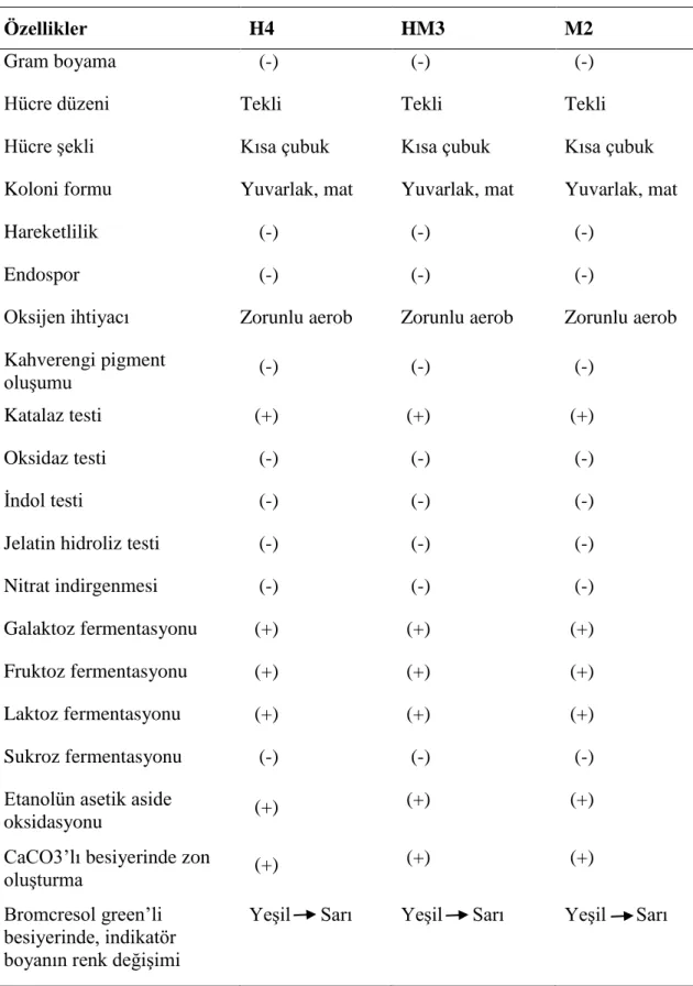 Çizelge  5.1.  H4,  HM3  ve  M2  izolatlarının  tanımlanmasında  kullanılan  taksonomik  özellikler