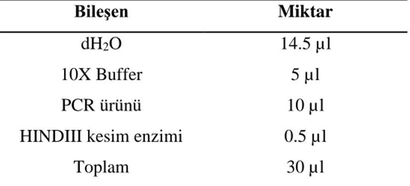 Çizelge 2.10. ITS-PCR ürünlerinin HindIII Restriksiyon Enzimi ile Kesim Protokolü. 