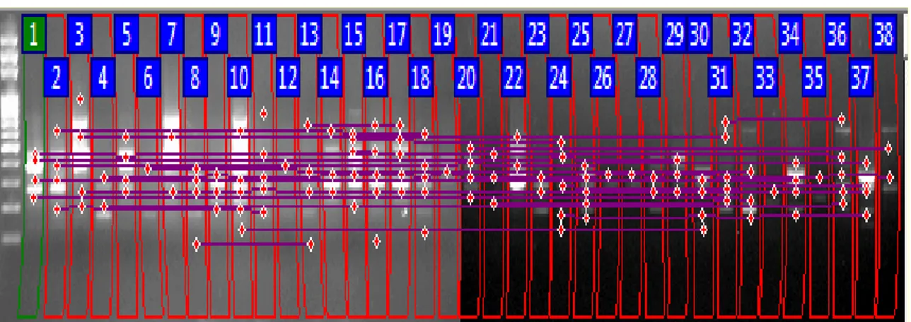 Şekil 3.2: ISSR-01 numaralı primer ile oluşan bant profilleri. M: Markör 