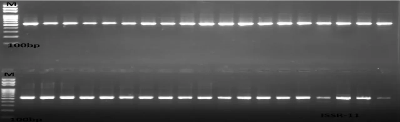 Şekil  3.11:  ISSR11  numaralı  primer  ile  kurulan  PCR  deneyinin  jel  görüntüsü. 