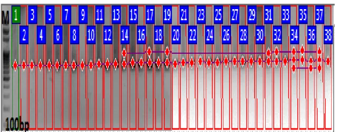 Şekil 3.14: ISSR-12 numaralı primer ile oluşan bant profilleri. M: Markör. 