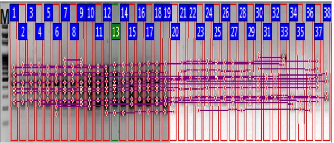 Şekil 3.16: ISSR-13 numaralı primer ile oluşan bant profilleri. M: Markör 