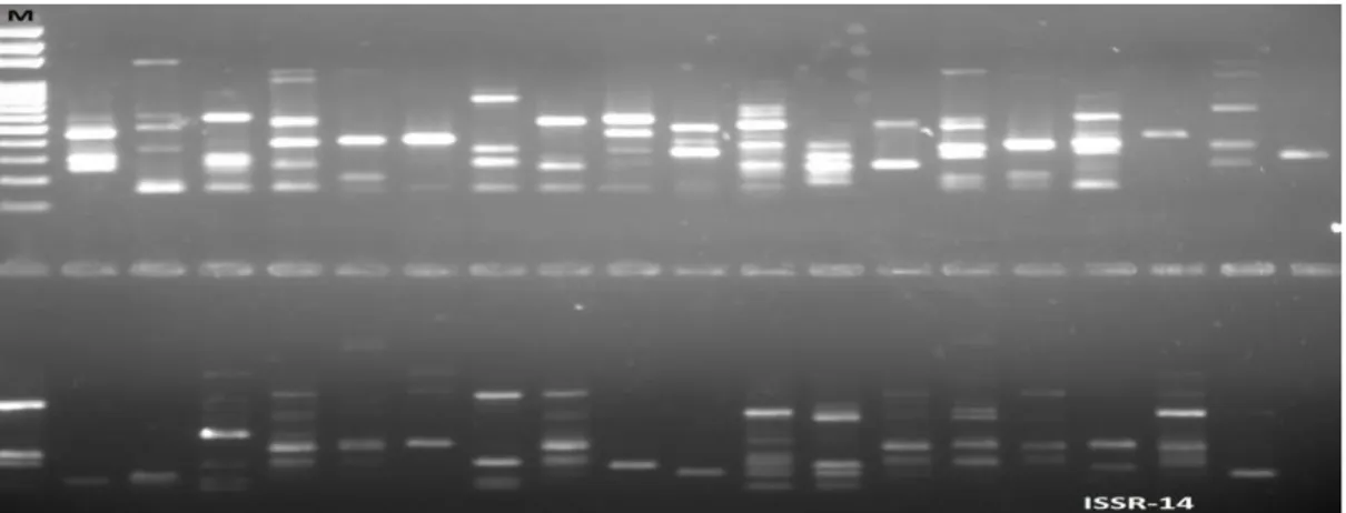 Şekil  3.17:  ISSR14  numaralı  primer  ile  kurulan  PCR  deneyinin  jel  görüntüsü. 