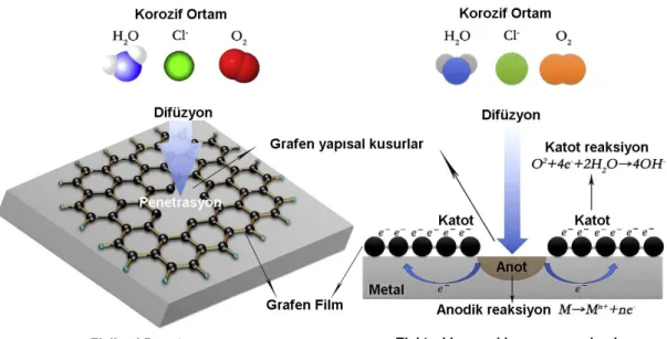 Şekil 2.3. Metallerin korozyonuna neden olan grafen film kusurları (Ding vd., 2018).  Chronopoulou vd., (2018), yüzey aktif madde Sodyum Dodesil Sülfat (SDS) ilave  ederek  veya  etmeyerek  hem  DC  hem  de  PC  akımla  saf  nikel  ve  grafen  plaka  (GNPs