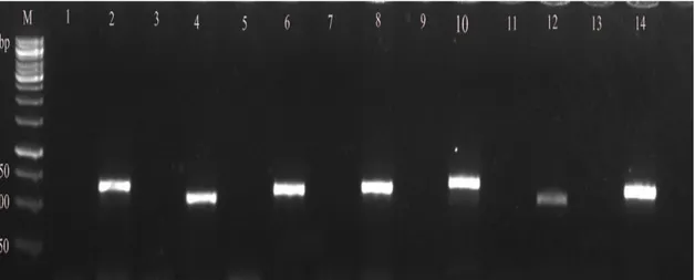 Şekil  4.2.  Yabani  tip  E.  coli  ve  mutantlarının  f-k1  primerleri  ile  jel  elektroforezi  görüntüsü
