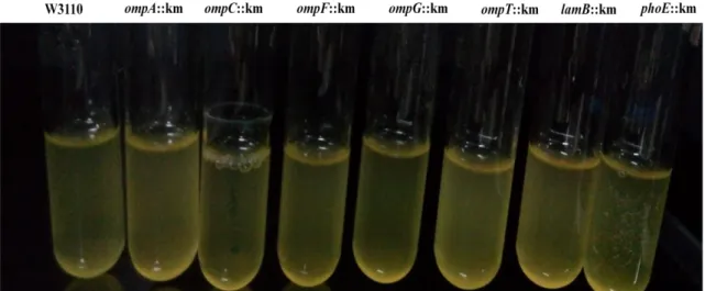 Şekil  4.9.  Yabani  tip  E.  coli  W3110  ve  porin  mutantlarının  pH  5.5  LB  broth   besiyerinde biyofilm oluşumu