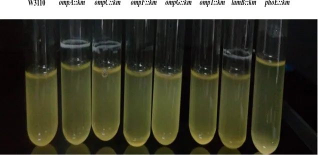 Şekil  4.13.  Yabani  tip  E.  coli  W3110  ve  porin  mutantlarının  pH  7.5  LB  broth   besiyerinde biyofilm oluşumu