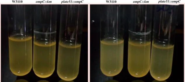Şekil  4.15.  pH  5.5  ve  6.0  değerinde  E.    coli  W3110,  ompC    mutantı  ve  komplement  hücrenin  doğrulama testi 