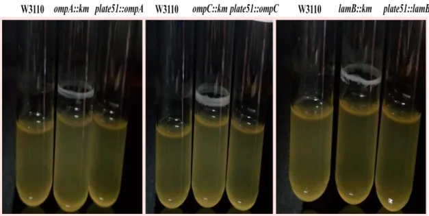 Şekil  4.17.  pH  7.0  değerinde  E.    coli  W3110,  ompA,  ompC,  lamB    mutantları  ve  komplement hücrelerin  doğrulama testi 